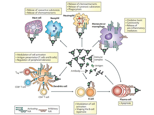 Optimizing Flow Cytometry Analysis: The Critical Role of Fc Receptor (FcR) Blockers