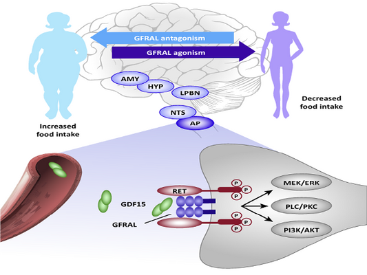 Emerging Biomarker: The Versatile GDF-15