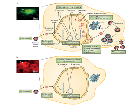 Varicella-Zoster Virus (VZV): The Dark Horse Igniting a Billion-Dollar Battle in the Pharmaceutical Industry