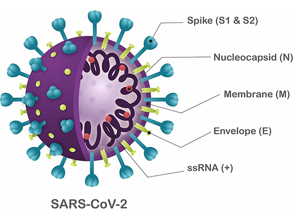 New Trends in the Pandemic Battle: The Introduction of KP.2 Protein Raw Materials