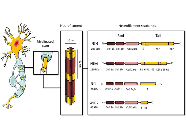 Monoclonal Antibodies Against Neurofilament Light Chain (NfL): Facilitating the Diagnosis of Neurological Injury
