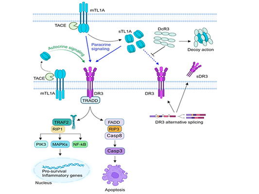 Decoding IBD: The Immunoregulatory Mechanism of TL1A/TNFSF15 and DR3 Signaling Pathways