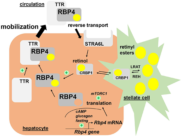 Antibodies Against Retinol-Binding Protein 4 (RBP4): Uncovering Their Diagnostic Potential in Disease Risk