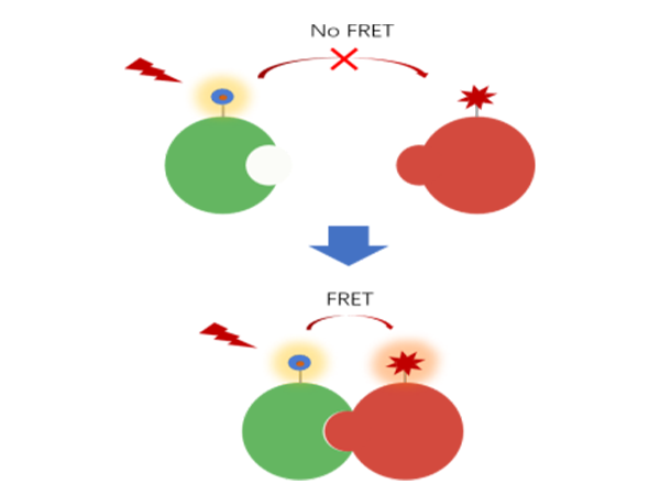 Introduction to the popular application of TR-FRET - drug discovery and development