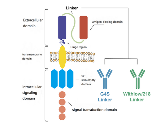 Efficient CAR Positive Rate Detection! Flow Cytometry Antibodies for Anti-G4S Linker and Whitlow/218 Linker Are Here to Help You!