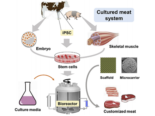 Cell-cultured meat: The new favorite on the future dining table.