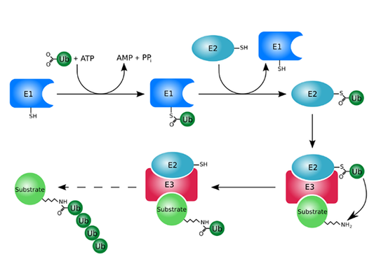 Post-translational Modifications of Proteins: The Fine Regulators of Biological Activities