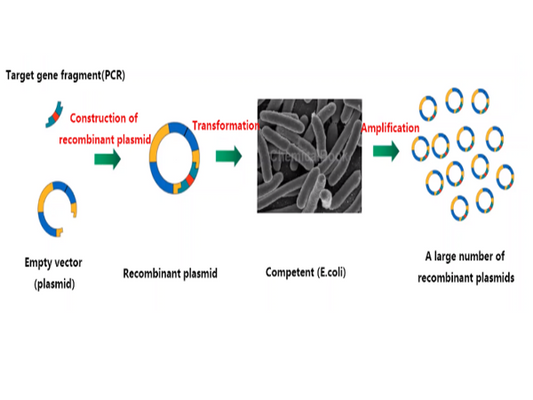 A complete guide to molecular cloning technology