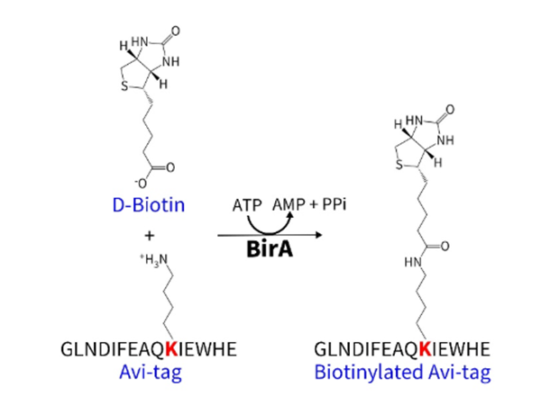 Protein/Antibody Labeling Solutions