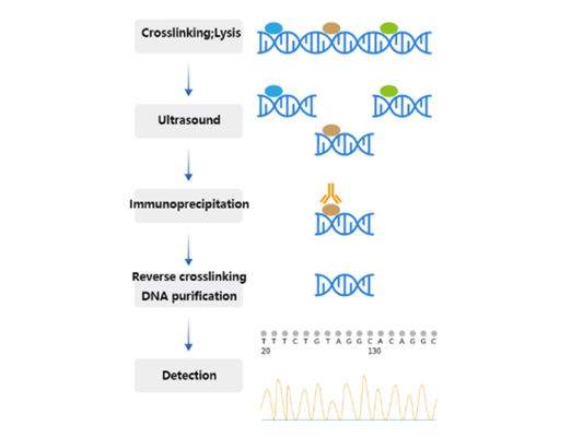 Chromatin Immunoprecipitation (ChIP) Handbook