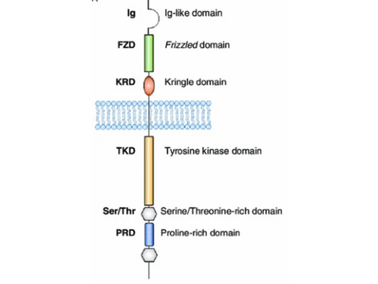 ROR1: A New Hope in Cancer Treatment, A New Focus in Drug Development