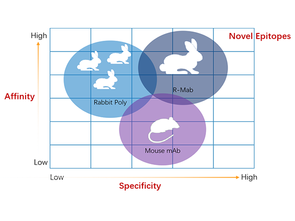 Recommend | Starter Bio - Rabbit Monoclonal Antibody Development Platform