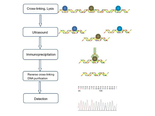 Comprehensive Guide to Apoptosis Detection