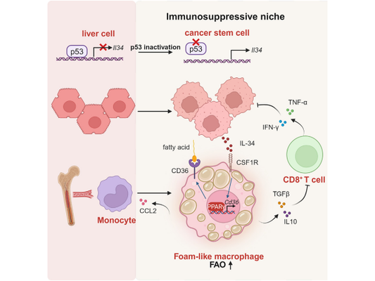 Multiplex Fluorescence IHC Technology: Unveiling the Mechanisms of Tumor Immune Evasion