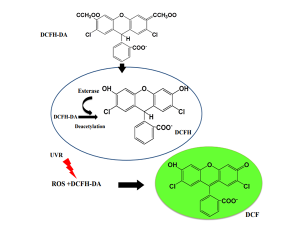 A Comprehensive Guide to Detecting Reactive Oxygen Species (ROS) in Cells