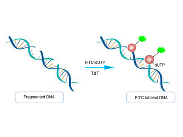TUNEL Apoptosis Kit Selection & FAQs