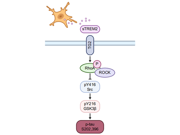 Literature Interpretation | sTREM2 Holds Promise for Improving Tau Phosphorylation and Cognitive Impairment in AD Patients