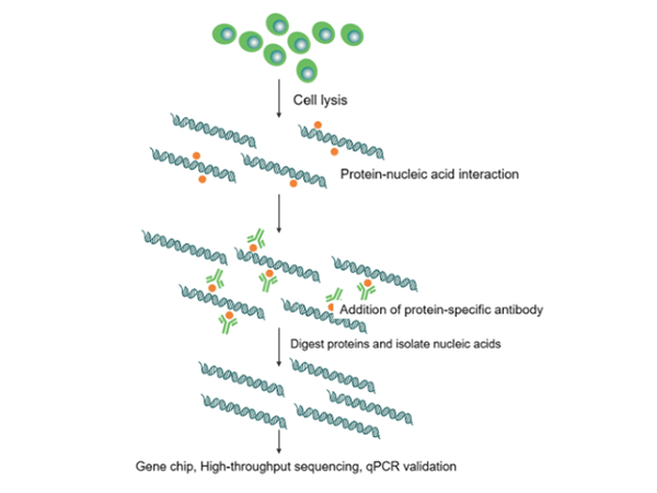 Deep Mining Tools for LncRNA Data: RIP Technology