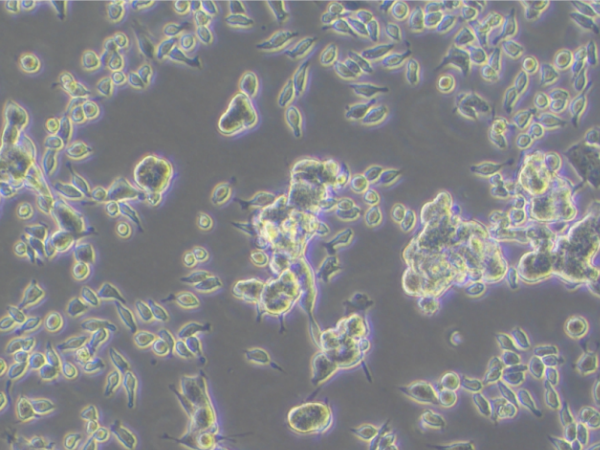 SH-SY5Y Cell Culture Guide
