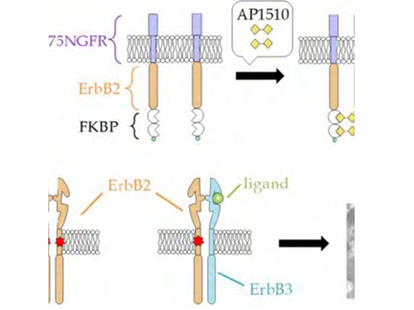 Unveiling the Mystery of erb - B2/CD340/HER2