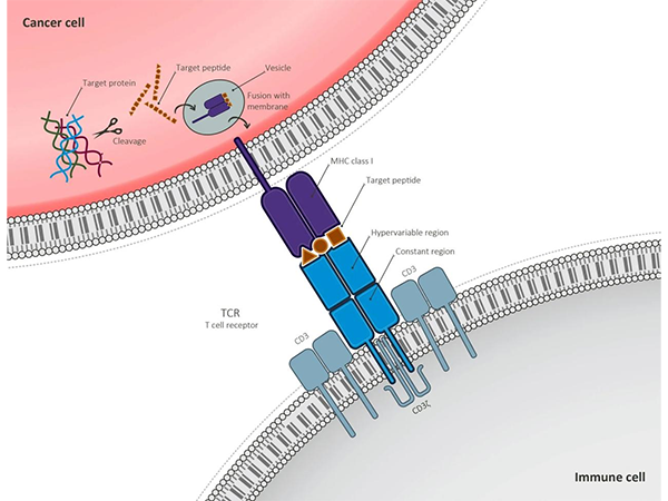 CD3 Monoclonal Antibodies: Key Players and Development Prospects in the Field of Immunotherapy