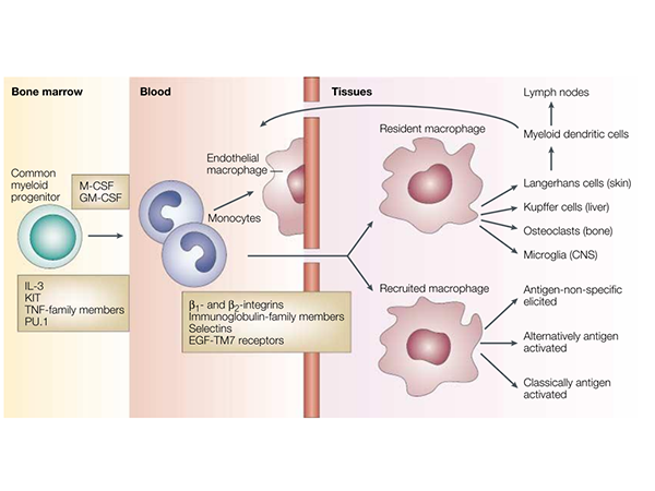 Immunological Exploration: Solutions for Inducing Macrophage Differentiation