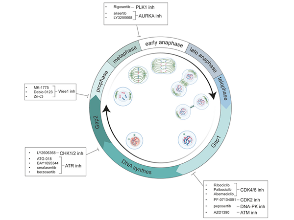 CDK Kinases: The Regulators of the Cell Cycle