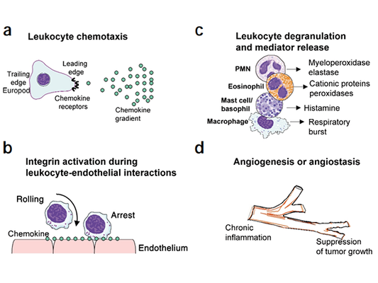 Chemokines and Their Receptors: This Article Provides Comprehensive Insights!