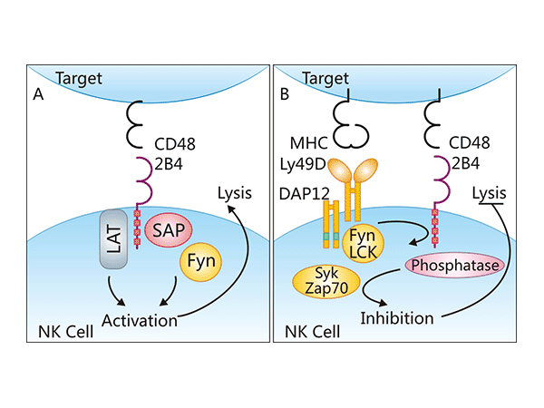 CD48: A Key Molecule in the Immune Regulation Network