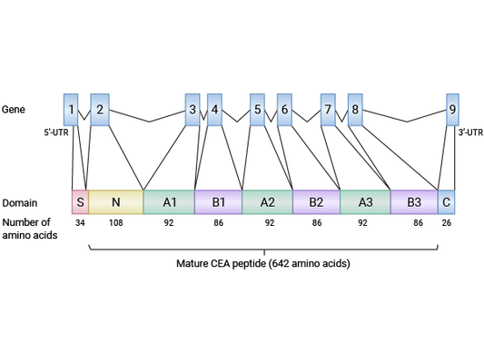 Focus on Carcinoembryonic Antigen (CEA)/CD66e/CEACAM5