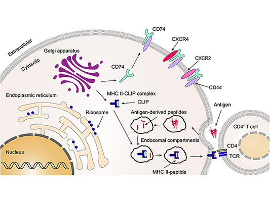 Analyzing CD74: The Core Role in Cellular Activities and Disease Associations