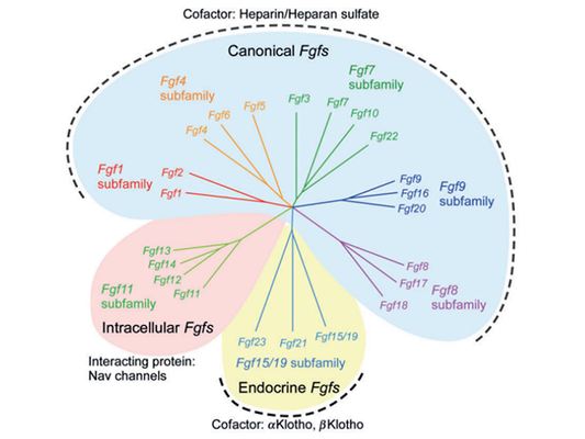 The Cellular Feast: The Remarkable Power of the FGF Family Growth Factors
