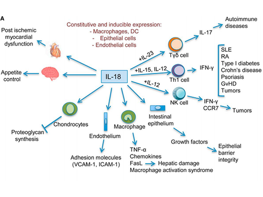 The Interleukin Family: The Director of Immune Regulation