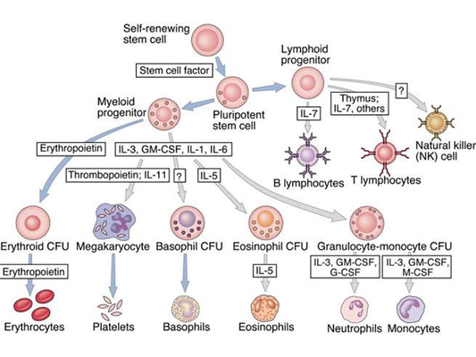 Colony-Stimulating Factors (CSFs): The Conductor of Cell Proliferation and Differentiation