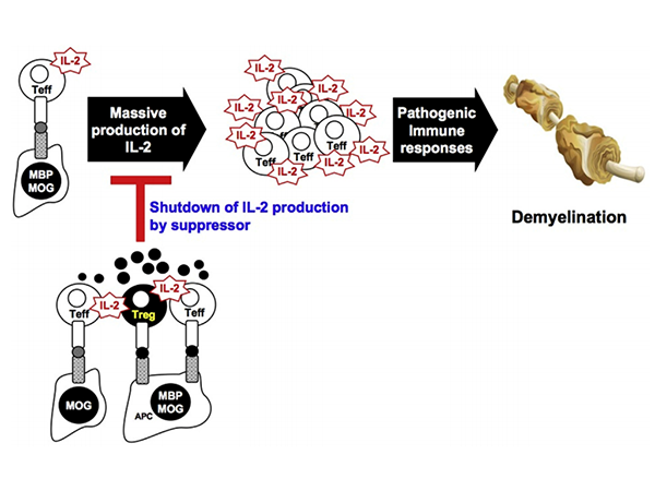 The MOG-induced EAE animal model: An effective tool for studying autoimmune diseases.