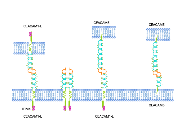 CEACAM6: A Rising Star in the Field of Tumor Diagnosis and Treatment