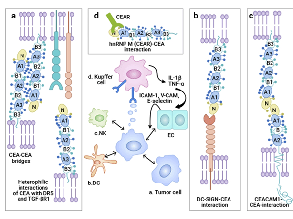 CEACAM5: A New Target for Tumor Immunotherapy