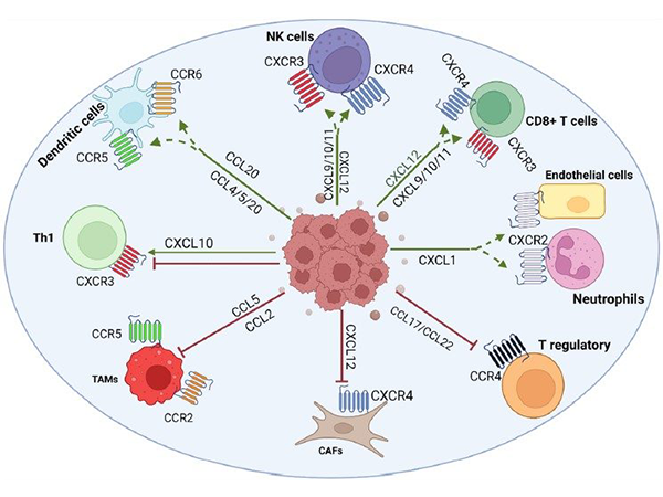 Entering the Family of Chemokines