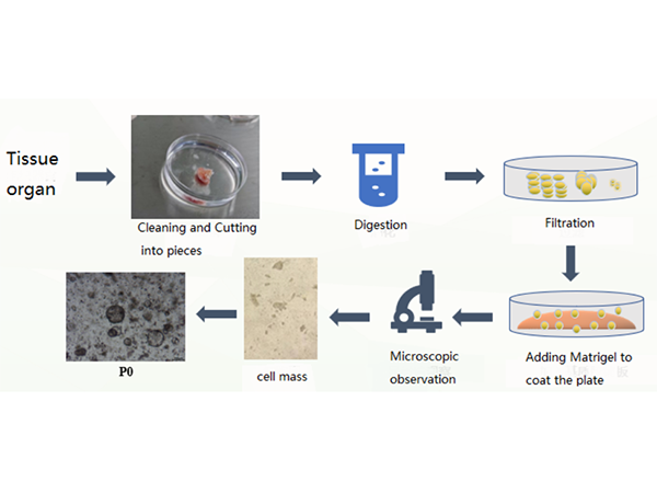 Strategy for animal brain organoid culture