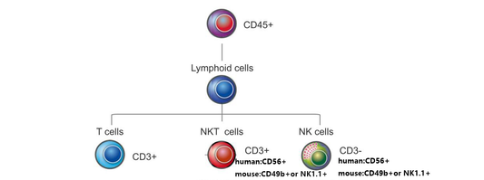 Multi - color Flow Cytometry Mini Panel for T/NK/NKT Cell Identification