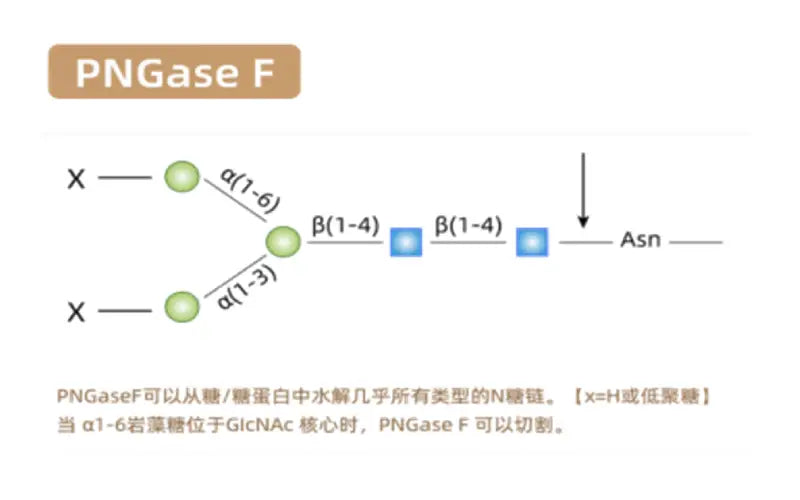 Glycoprotein Cleaving Enzyme Products