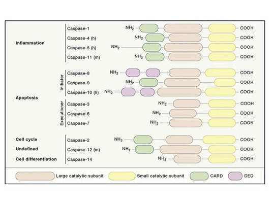 Caspase-Dependent Apoptosis: An Overview