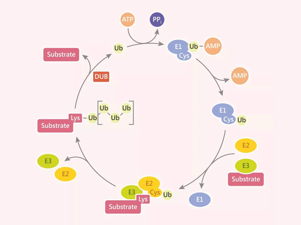 Ubiquitination: Decoding the "Molecular Tagging System" of Cellular Regulation and New Perspectives on Disease Associations