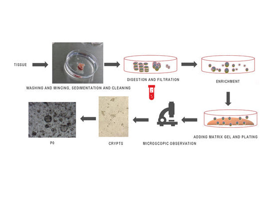 Unlocking the Secrets of Animal Brain Organoids: A Comprehensive Culturing Guide