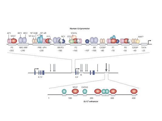 InVivoMAb anti-mouse IL-4 Application