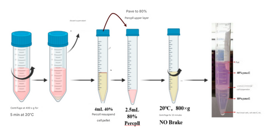 Guidelines for the preparation of intestinal lamina propria immune cell isolates