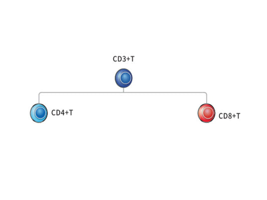Multi - color Flow Cytometry Mini Panel for T Cell Identification