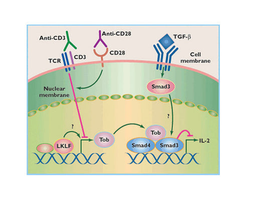 Starter Functional Antibodies