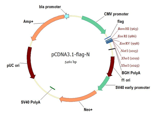 Flag Tags and Antibodies: A Precision "Combination Punch" for Protein Research