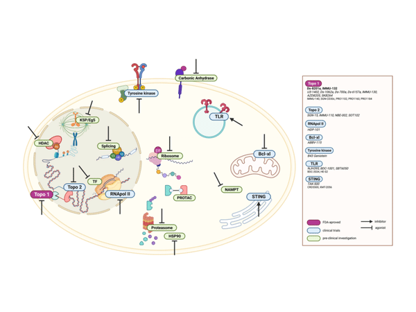 From Cell Killers to Immune Activators: The Three-Generation Evolution and Future Breakthroughs of ADC Payloads